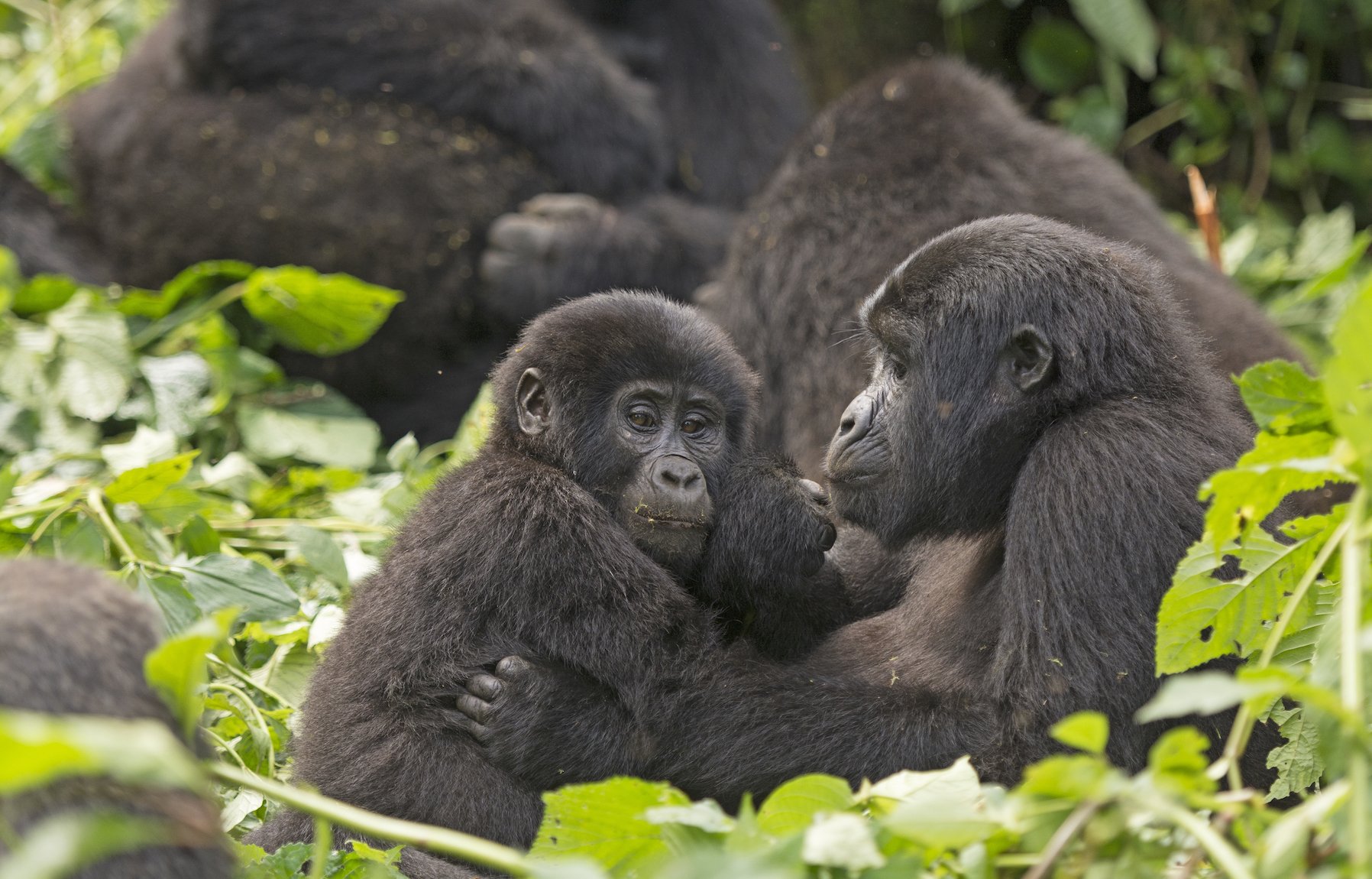 Mountain gorillas are making a comeback