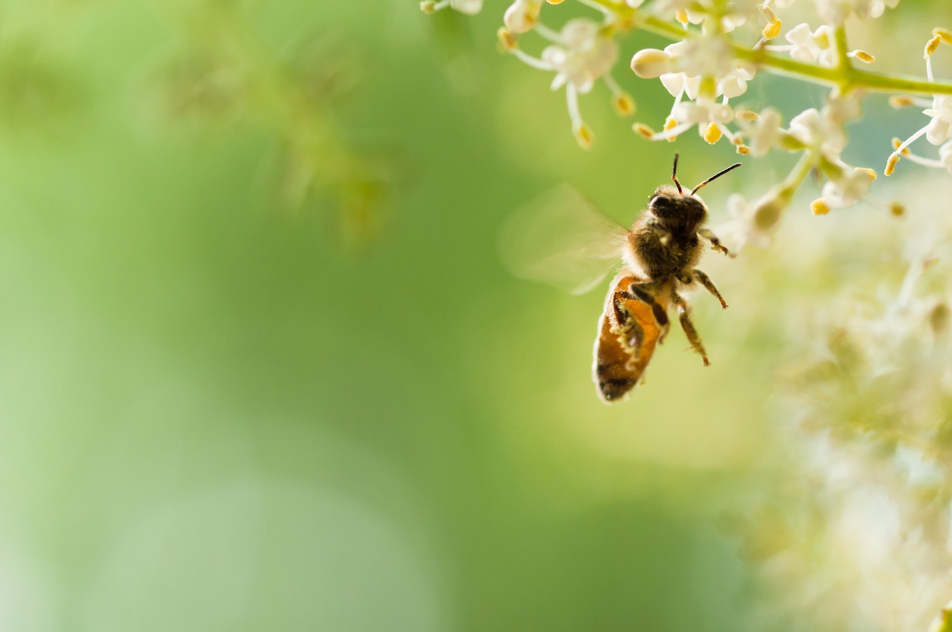 Bee brains can understand the concept of zero