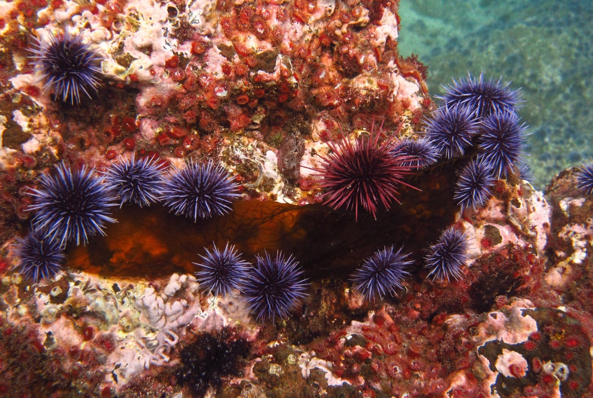 Sea urchins use their feet to see