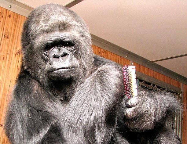 Koko, beloved sign language gorilla, dies at 46