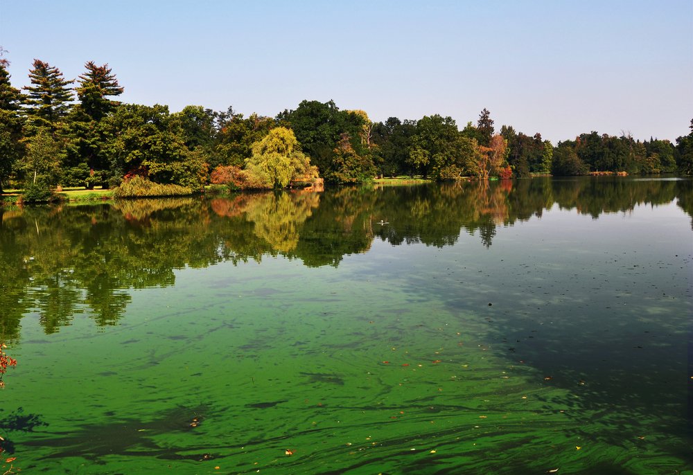 Scientists: tiny algae triggered ancient mass extinction