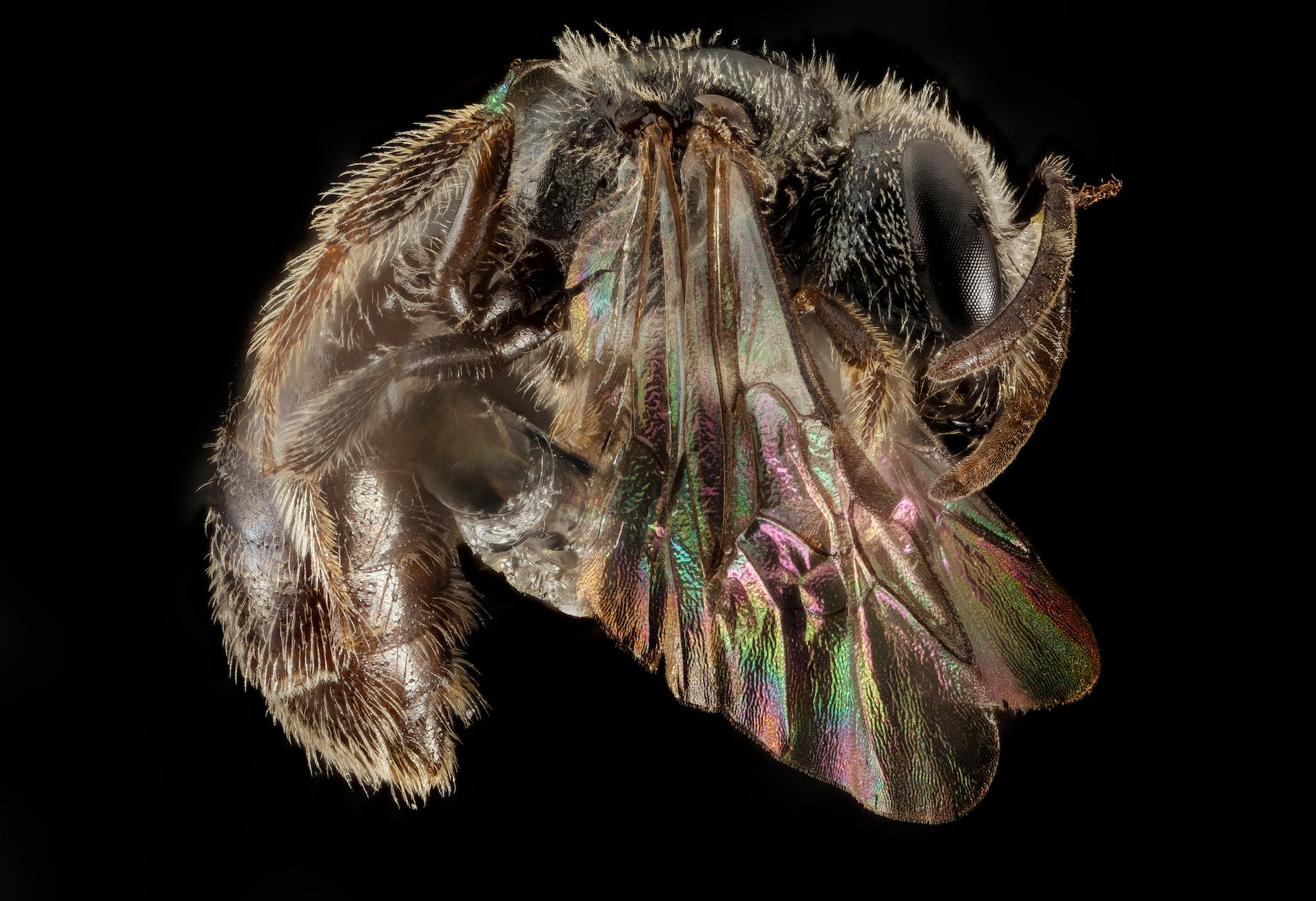 Save the native bees: Reframing the bee problem