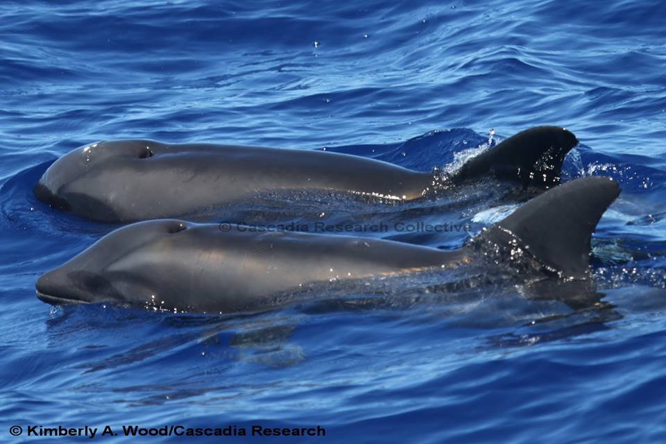 Scientists spot unique whale-dolphin hybrid near Hawaii