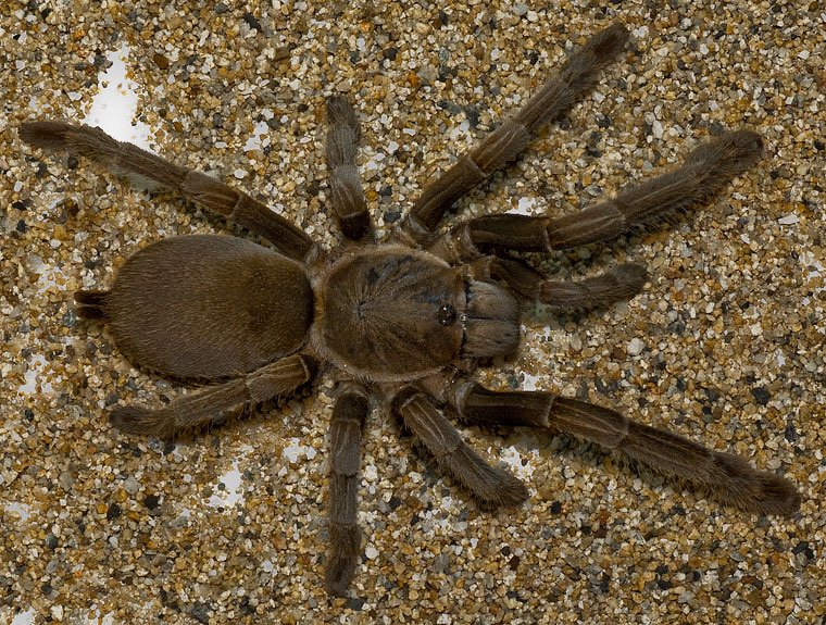 Rattlesnake tarantula is mostly bark – but still packs a bite