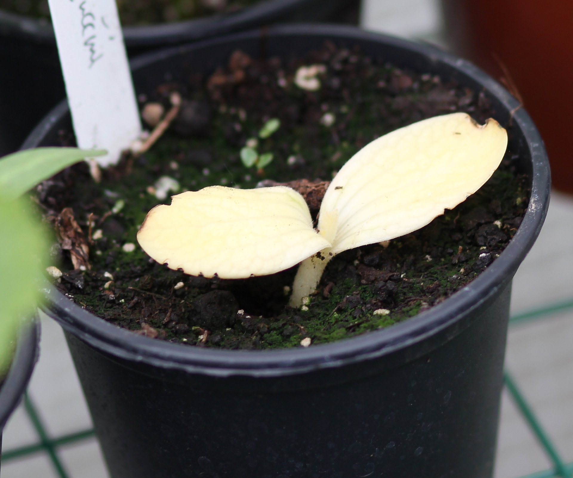 Botanical albinos: The science behind plants without chlorophyll