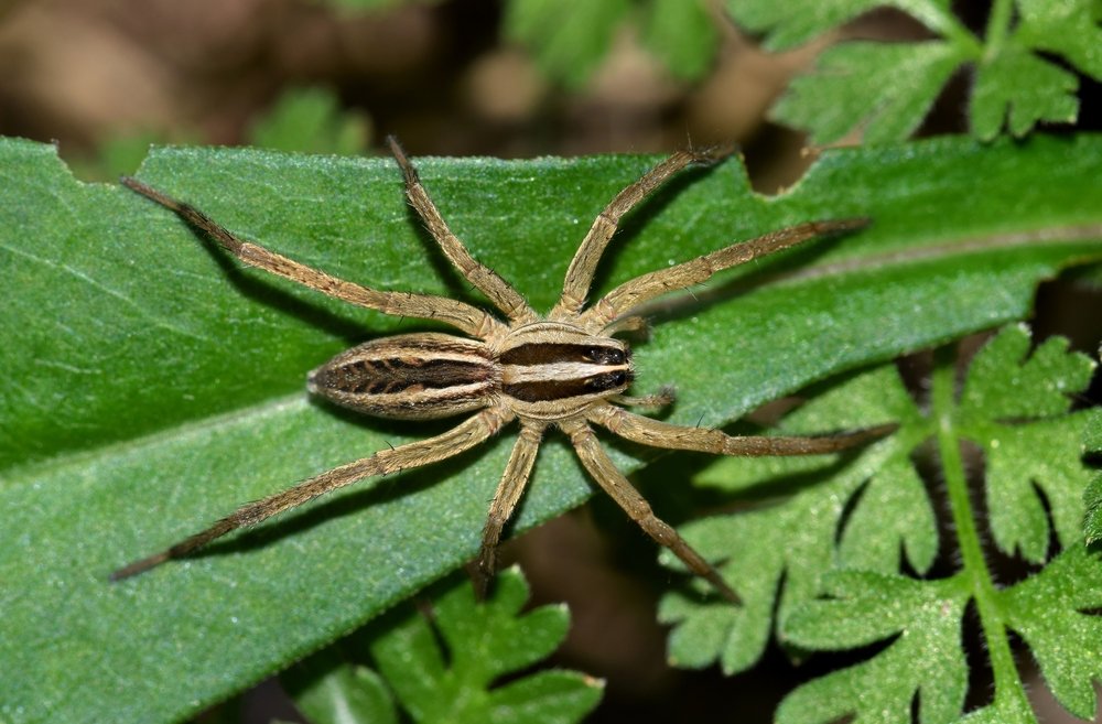 Wolf spiders love the color green, study shows