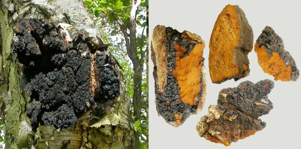 Asian mushrooms may have anti-cancer properties