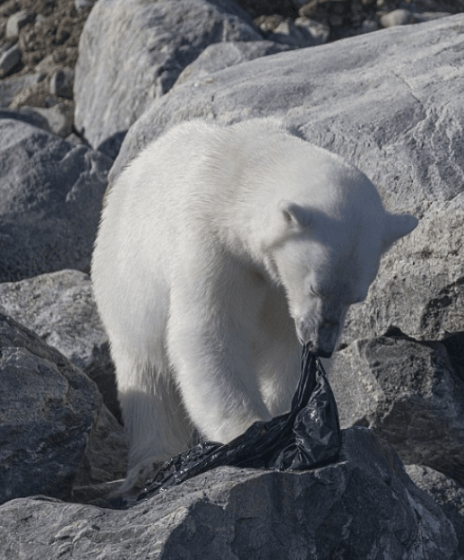 Arctic polar bear photographed chewing on plastic garbage bag