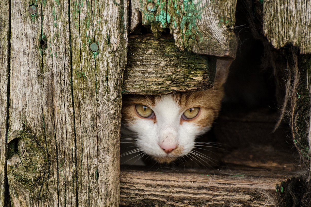 Cat fights: The debate about outdoor felines