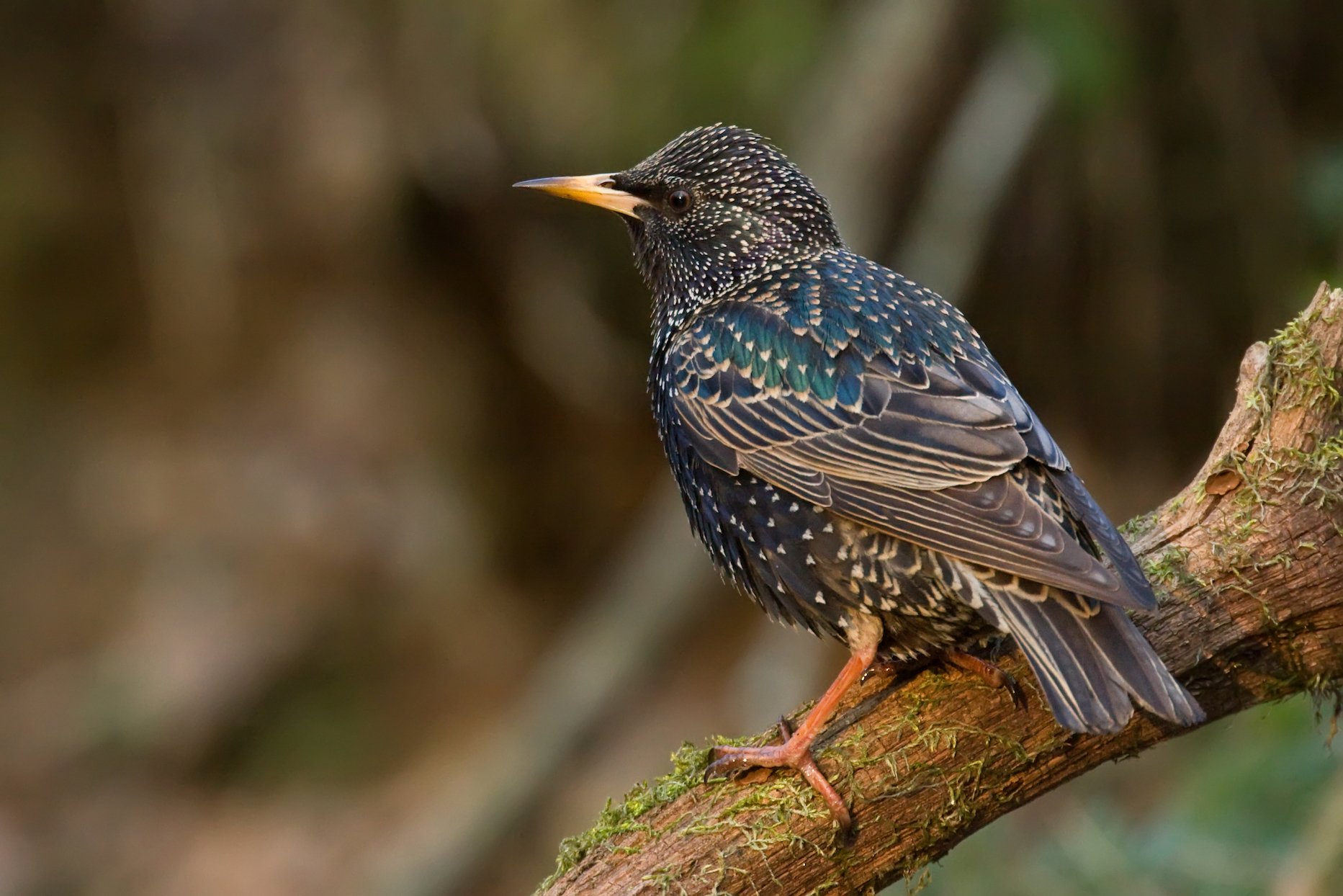 Starlings, darling: The making of an American pest