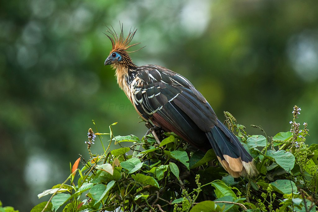 Dirty birdies: The case of the stinking bird