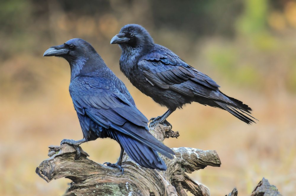 Some animals show planning skills – but don’t think like us