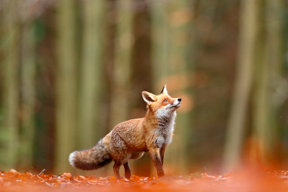 Non-native species to blame for many modern extinctions