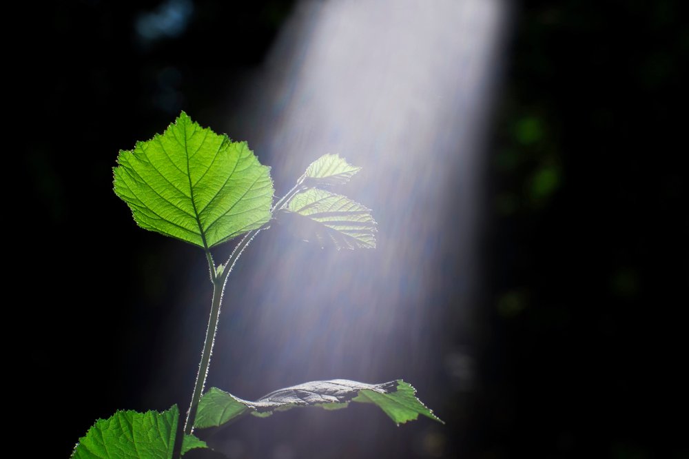 Scientists create artificial cells that make their own energy