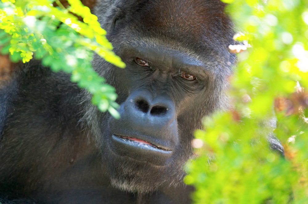 Heartbreaking video shows gorilla mourning dead mother