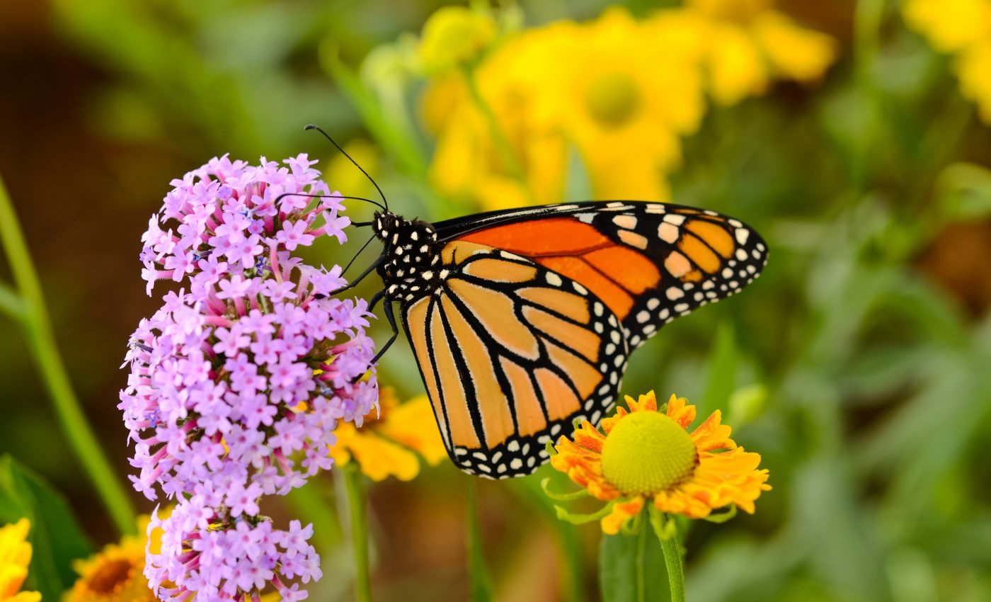 How monarch butterflies gradually spread vast distances across the globe