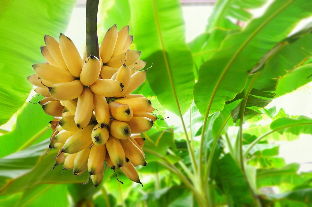 Banana disease Black Sigatoka boosted by climate change
