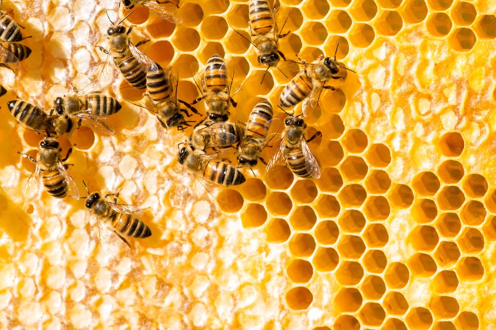 Hives have collective immunity thanks to older bees