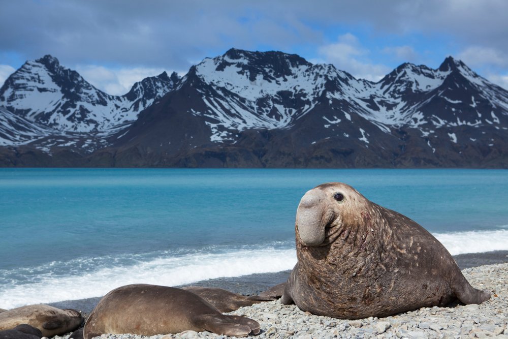 Southern elephant seal offers new ocean perspective