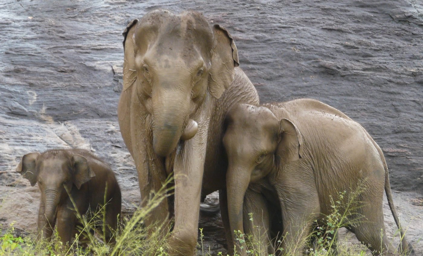 Redefining ‘endangered species’ could be key to protecting larger animals