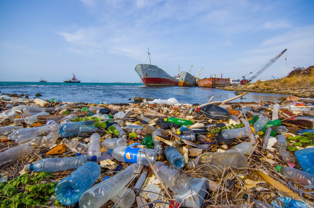 Environmental pollutants affect sexual development for generations