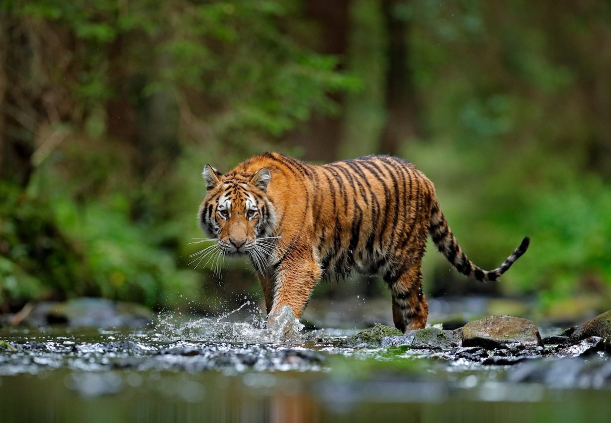 Why tigers have stripes