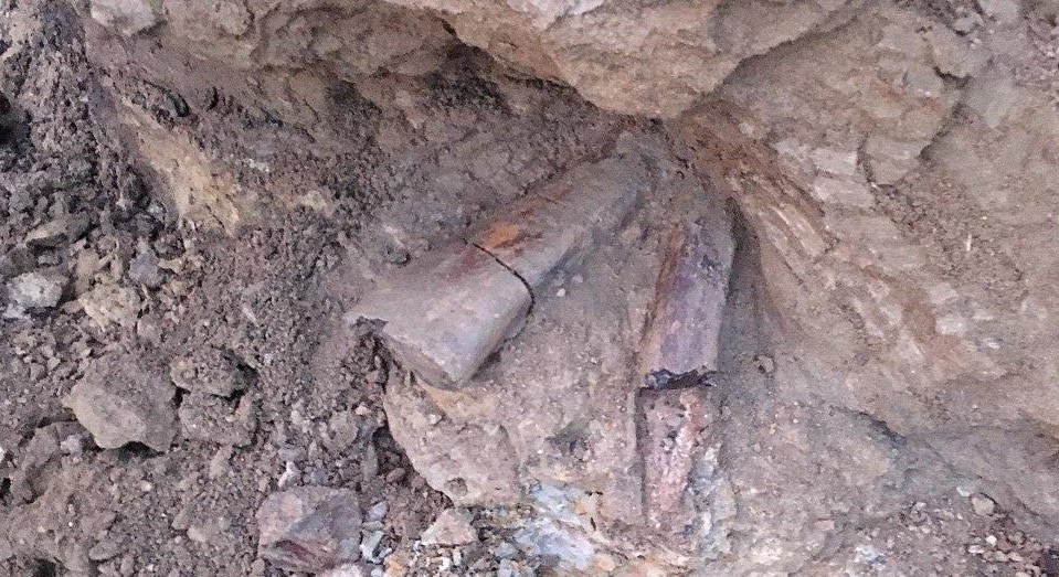 Triceratops bones unearthed at Denver construction site