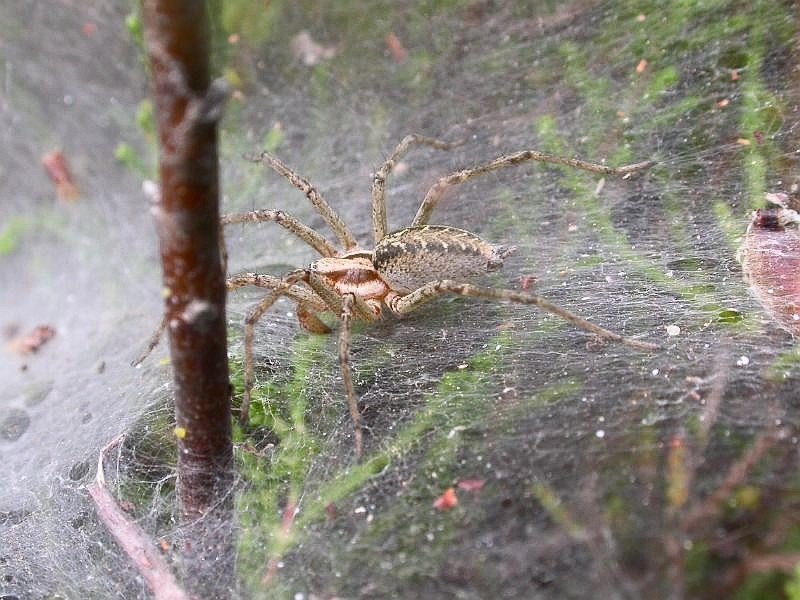 Solitude and isolation makes spiders aggressive