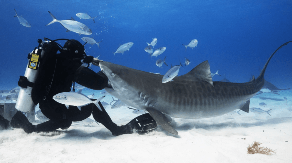 Documentary bites back at sharks' bad reputation