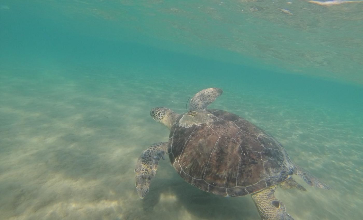 Green turtles eat more plastic when it looks like food