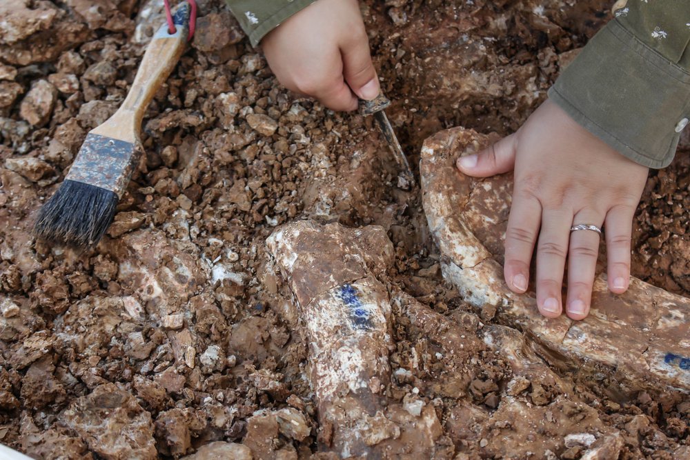 Fossils found in Brazil were from ancient reptile species
