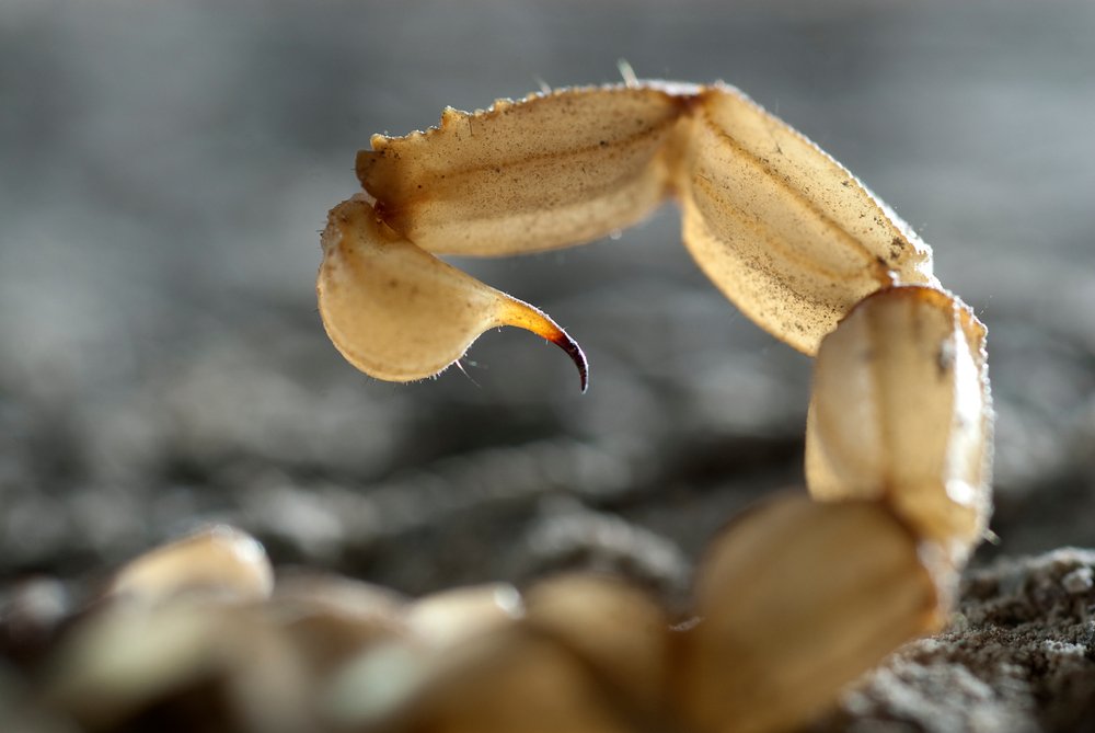 Could scorpion toxin be the key to non-addictive pain killers?
