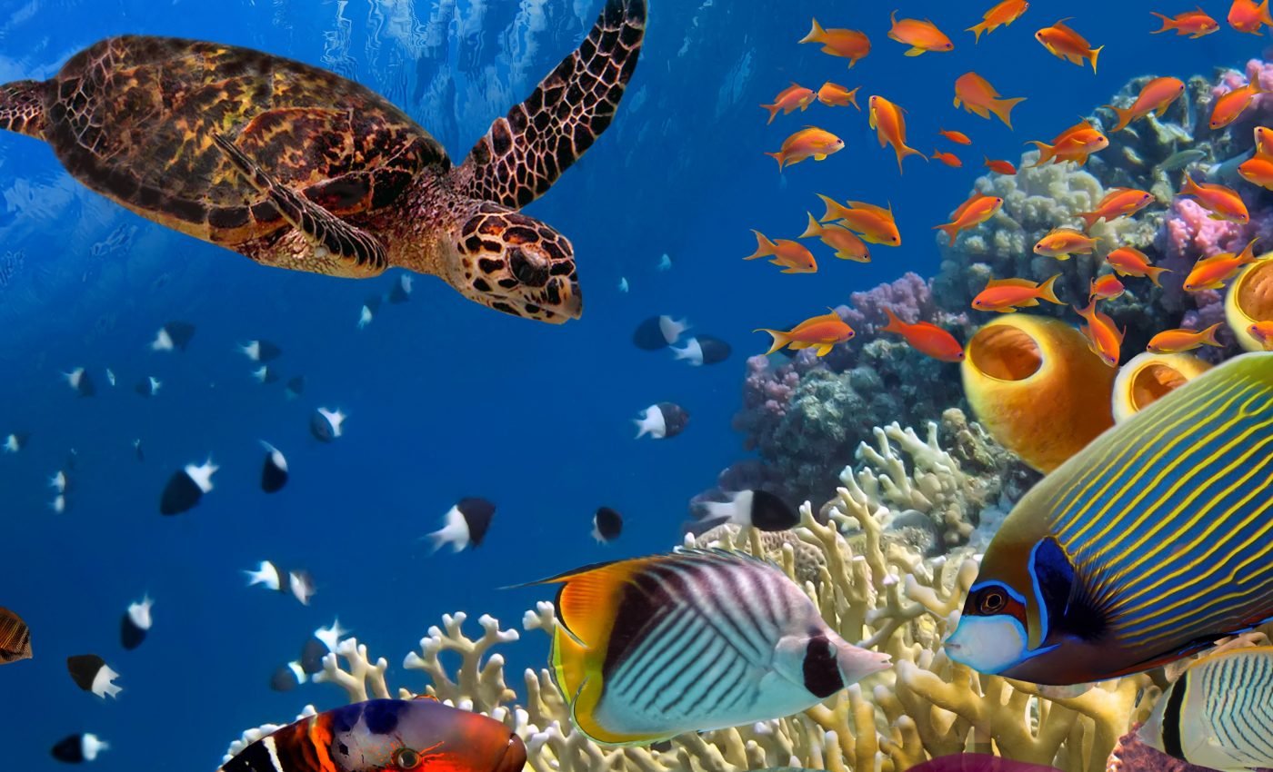 Marine species are shifting away from the equator