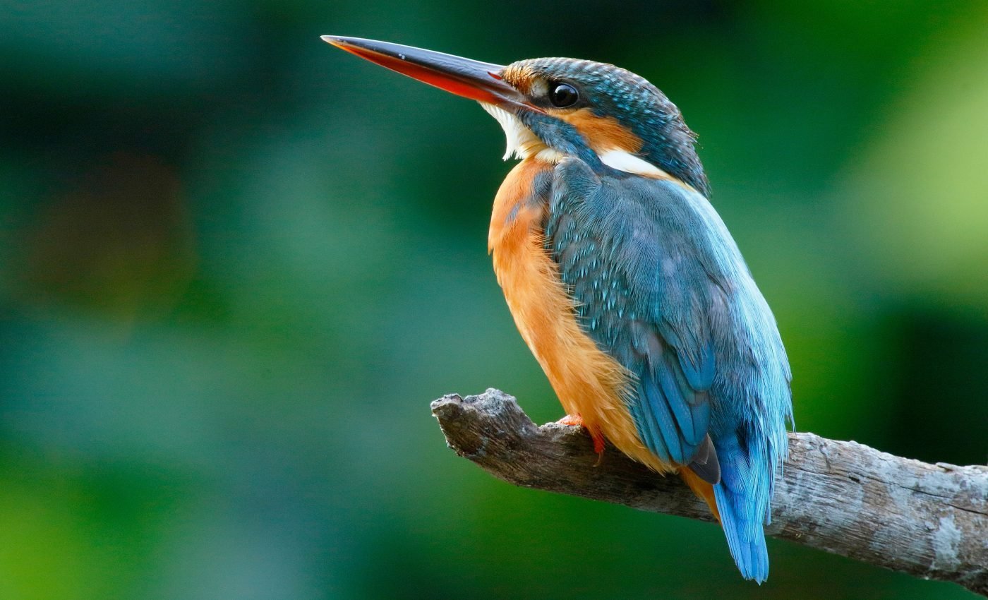Innovative birds have an evolutionary advantage