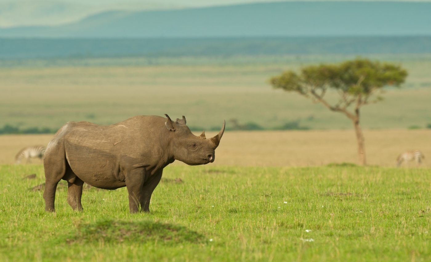 Oxpeckers alert black rhinos to the presence of humans