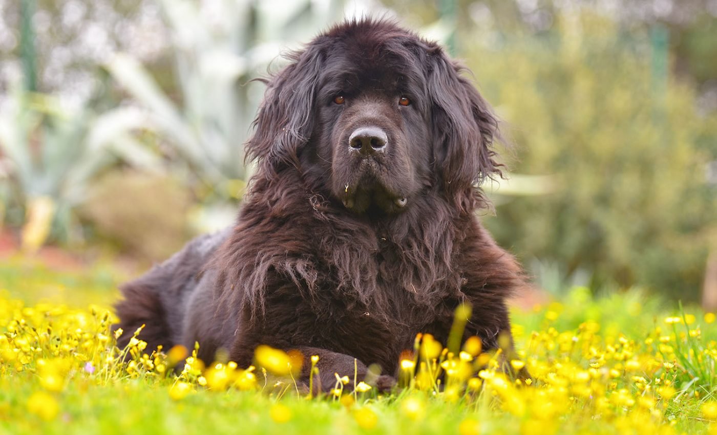 Animals' biological switch prepares them for seasonal changes