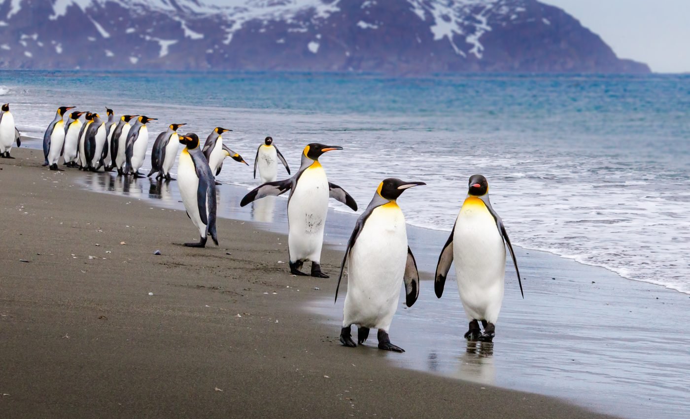 Satellite images reveal 11 new emperor penguin colonies