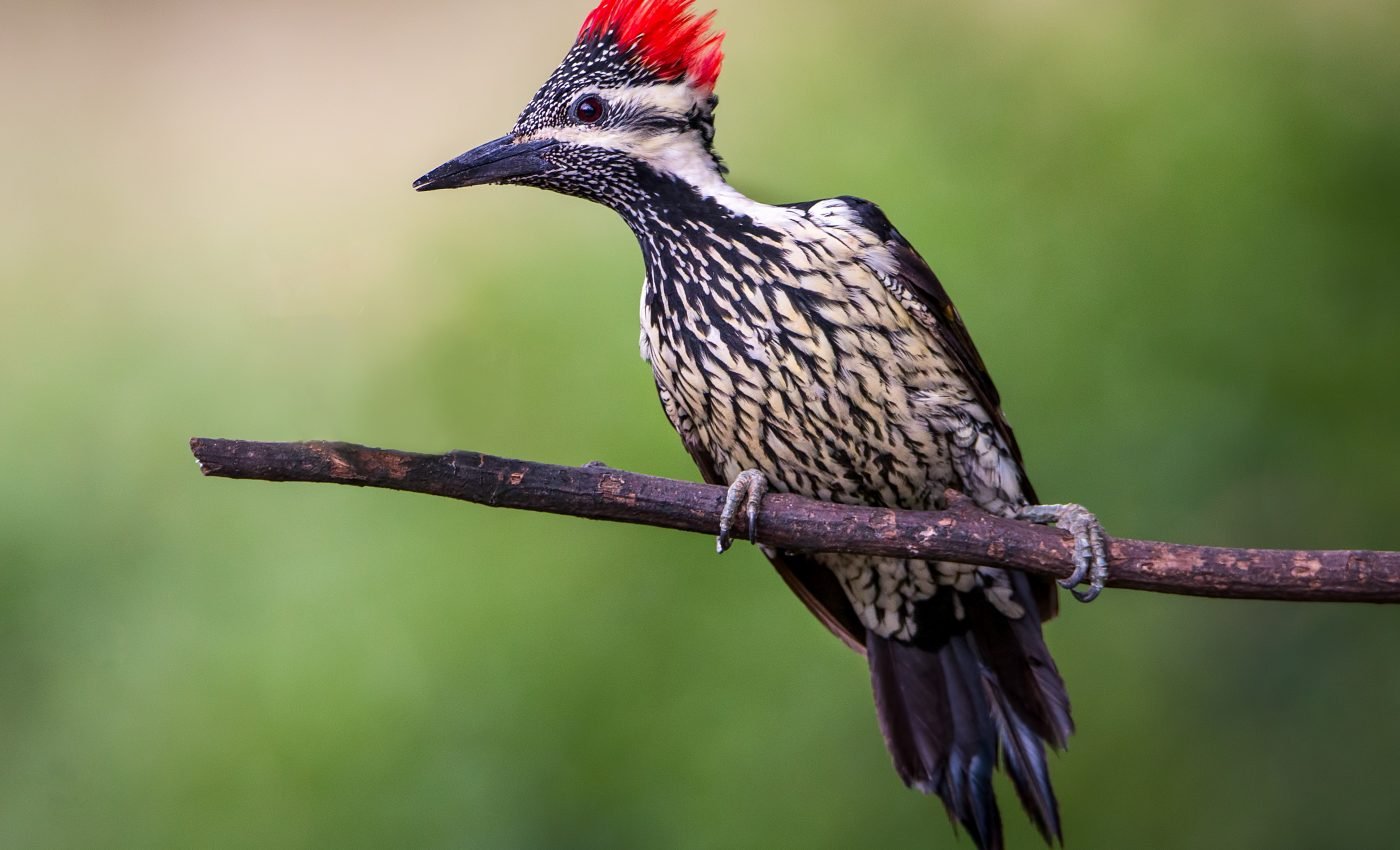 Birds got their diverse skulls in the time of dinosaurs