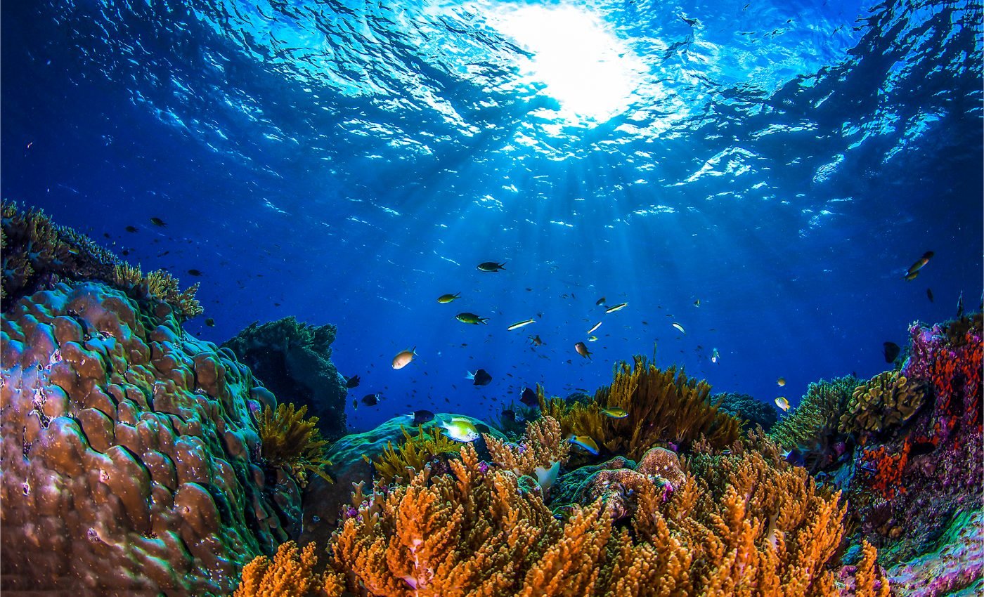 Nutrient pollution makes corals more susceptible to bleaching