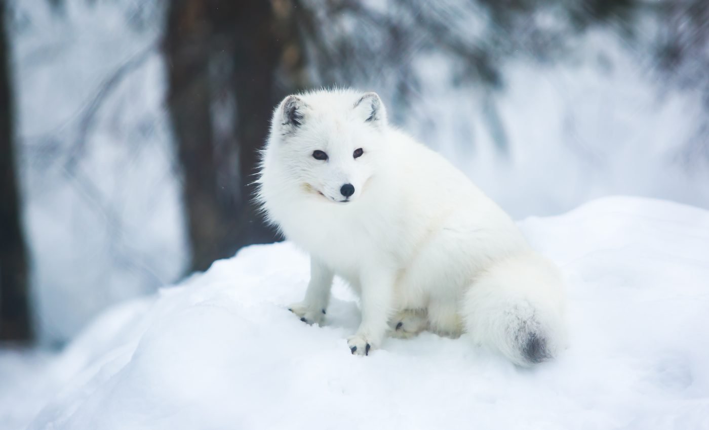 Human activities help scavengers take over the habitats of Arctic foxes