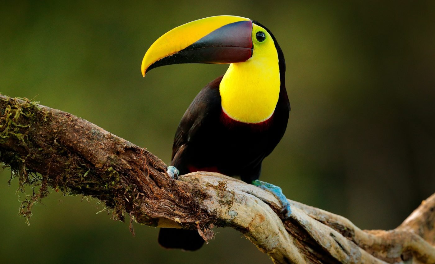 Not enough is known about how rainfall affects tropical animals