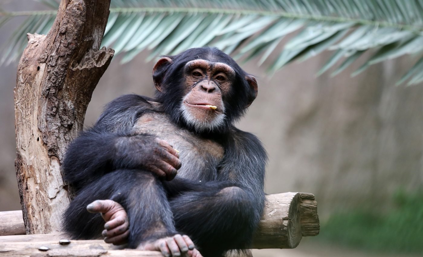 Chimpanzees respond to dynamic environments by learning new behaviors