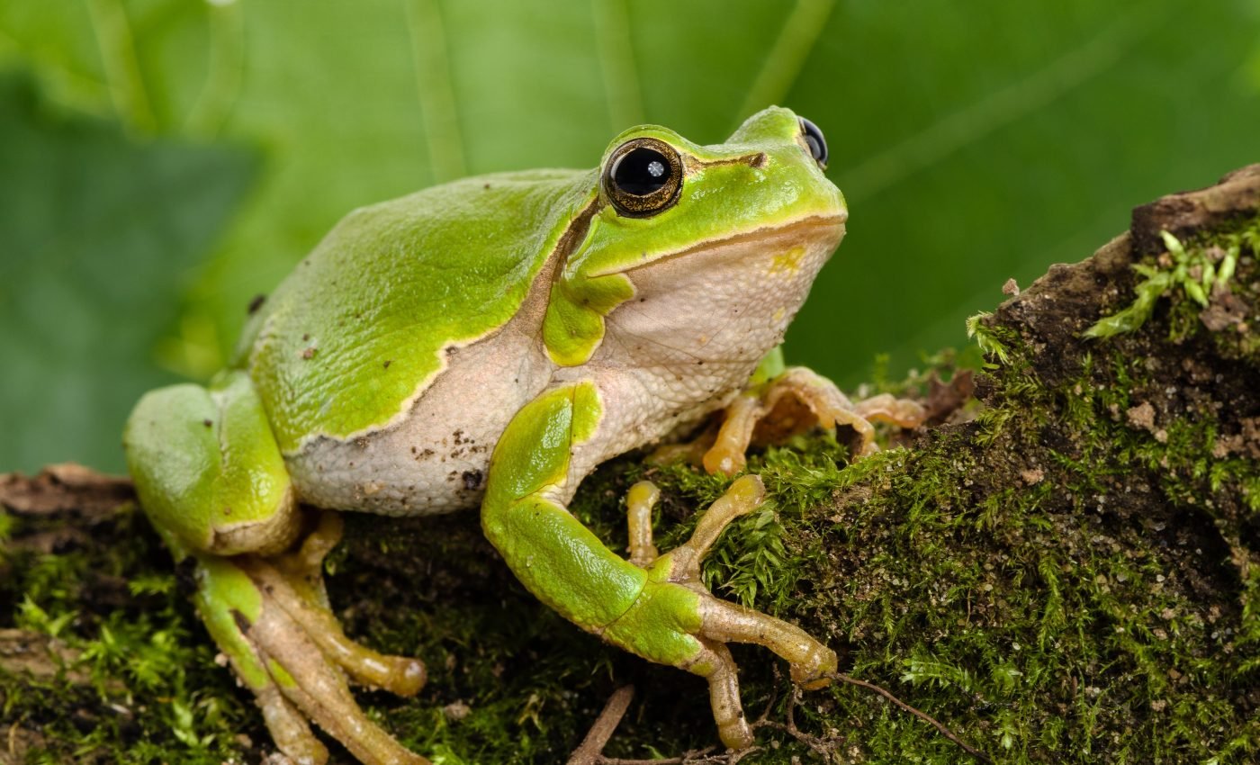 Heat stress accelerates aging in fish, amphibians, and reptiles