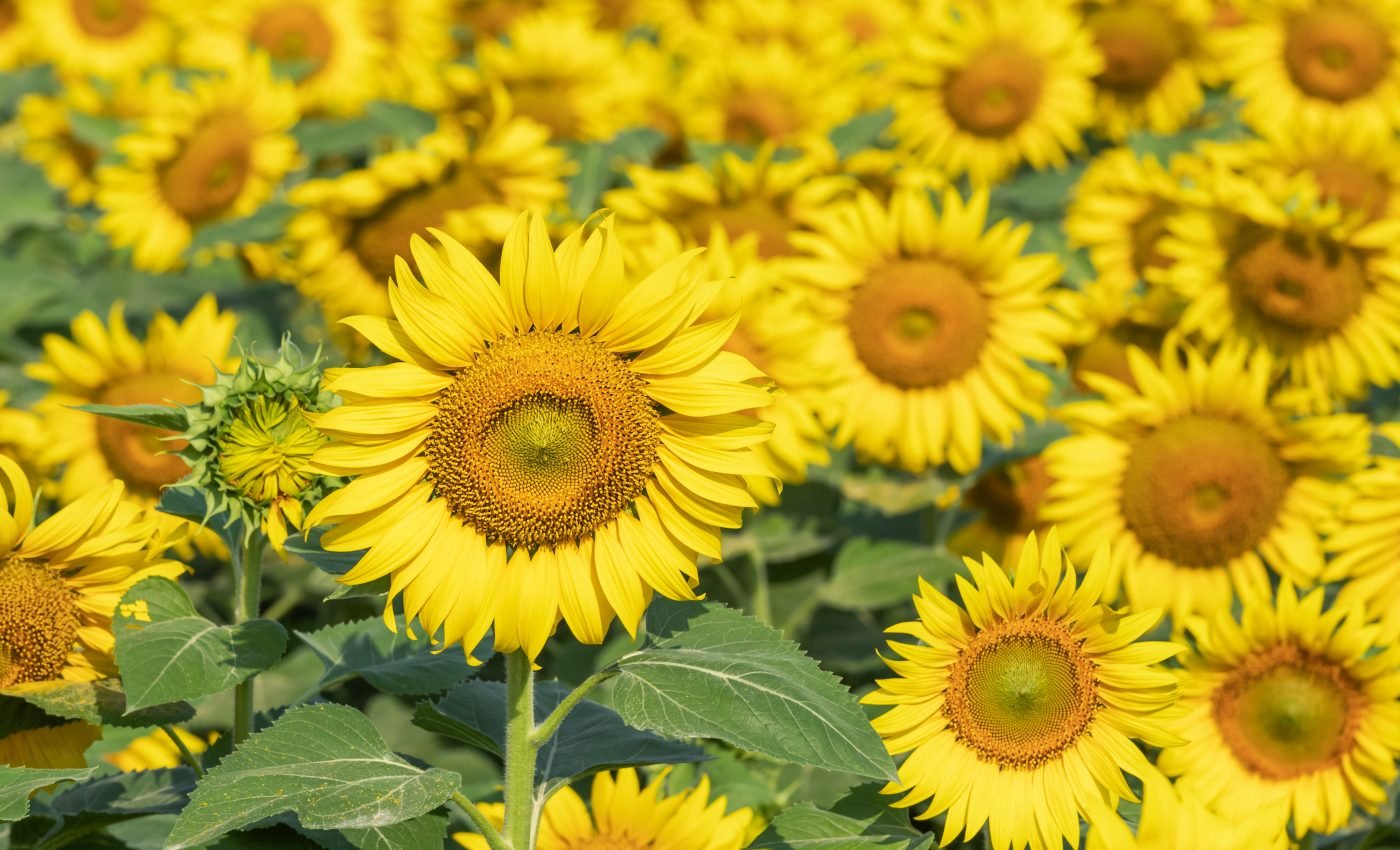 Scientists train honeybees with scent to boost sunflower production