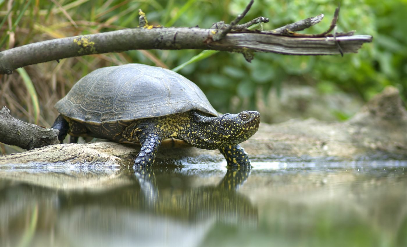 Freshwater turtles improve the health of river systems