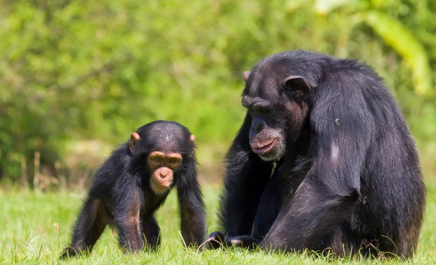 Chimpanzees who lose their mothers as children suffer for life
