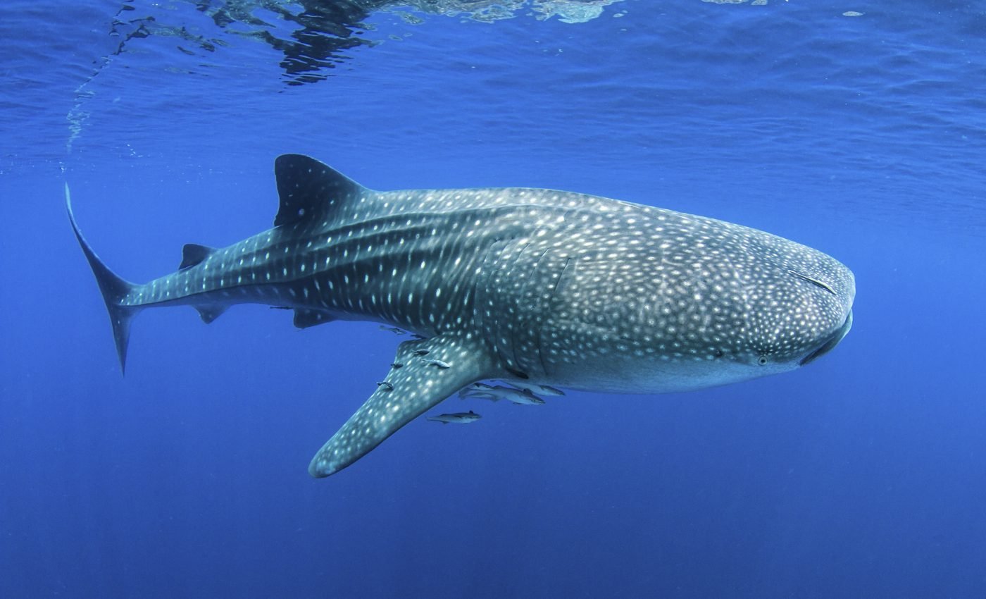 Female whale sharks grow slower yet larger than males