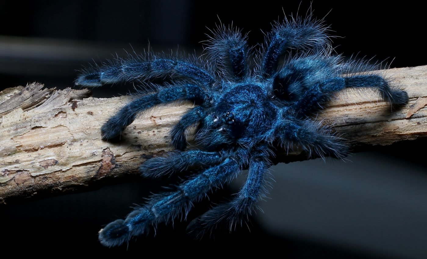Scientists solve the mystery of why tarantulas are blue