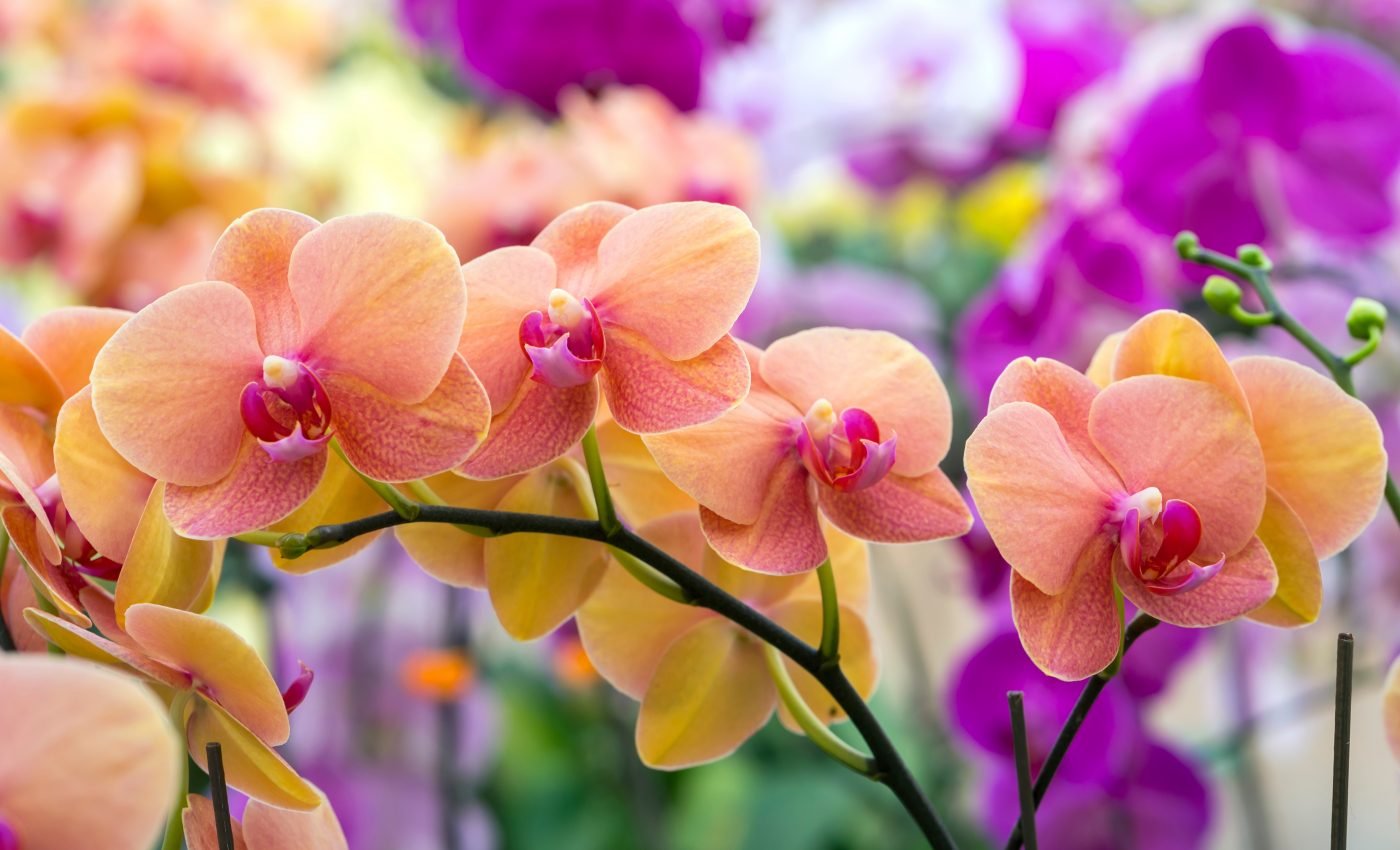 Machine learning identifies 4,300 types of endangered orchids