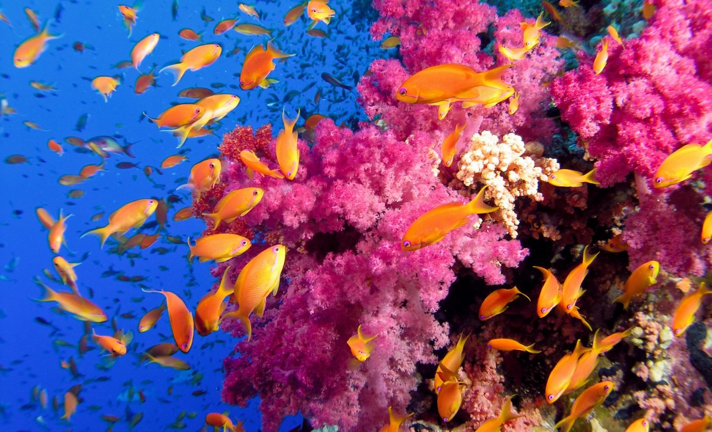 Fishing levels can destroy or save coral reef ecosystems